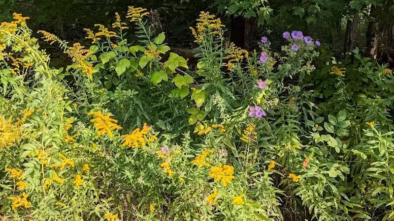 Shadow Lake Picnic Area - Solon, OH