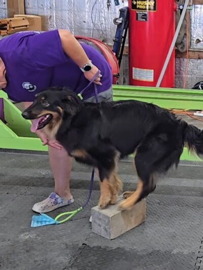 Canine Frenzy Versatility Training LLC - Somerton, OH