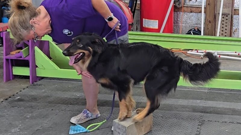 Canine Frenzy Versatility Training LLC - Somerton, OH