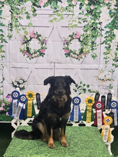 Canine Frenzy Versatility Training LLC - Somerton, OH