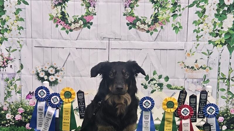 Canine Frenzy Versatility Training LLC - Somerton, OH