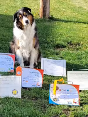 Canine Frenzy Versatility Training LLC - Somerton, OH