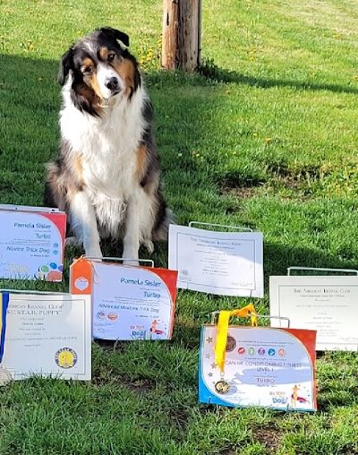 Canine Frenzy Versatility Training LLC - Somerton, OH