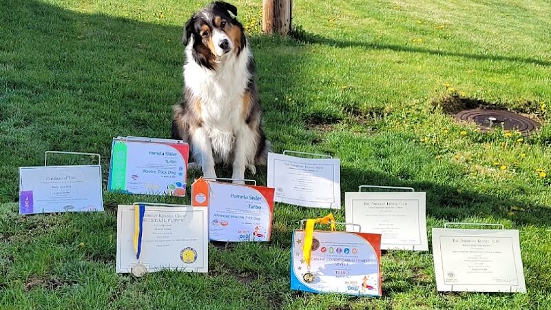 Canine Frenzy Versatility Training LLC - Somerton, OH