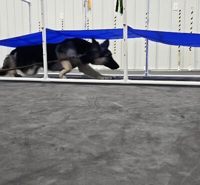 Canine Frenzy Versatility Training LLC - Somerton, OH