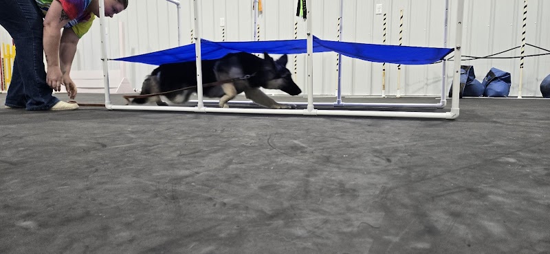 Canine Frenzy Versatility Training LLC - Somerton, OH