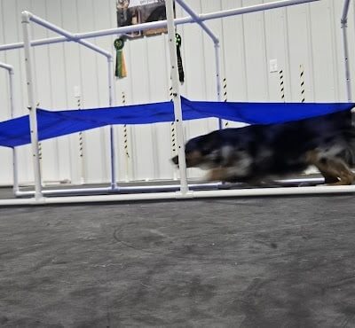 Canine Frenzy Versatility Training LLC - Somerton, OH