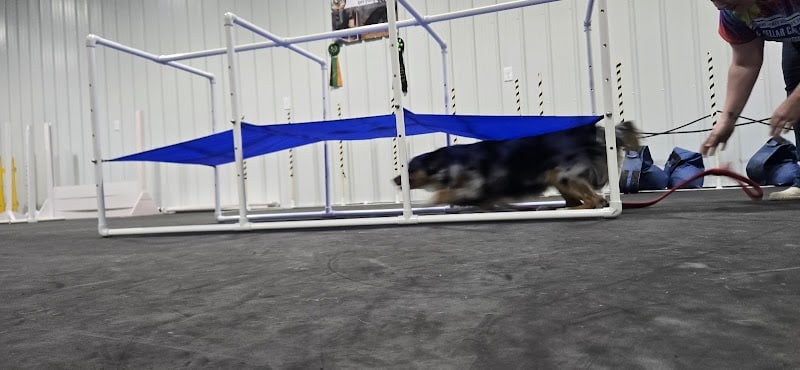 Canine Frenzy Versatility Training LLC - Somerton, OH