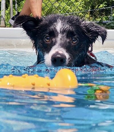 Canine Frenzy Versatility Training LLC - Somerton, OH