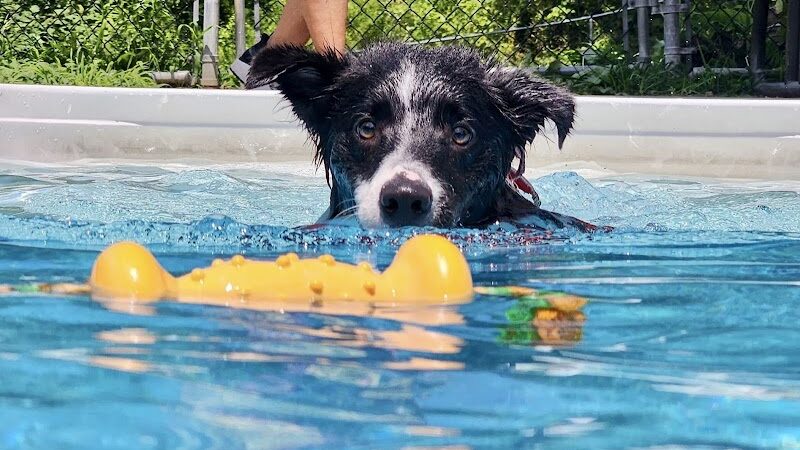 Canine Frenzy Versatility Training LLC - Somerton, OH