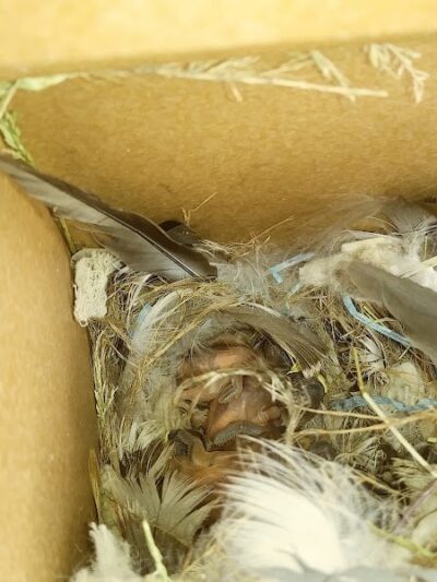 South Amherst Community Park - South Amherst, OH