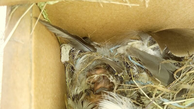 South Amherst Community Park - South Amherst, OH