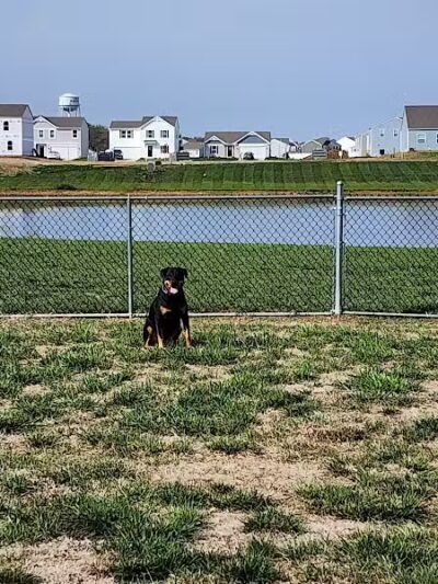 Bark Park - South Bloomfield, OH