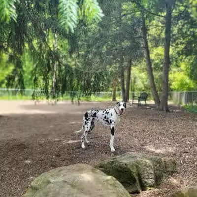 Joplin Dog Park - South Charleston, WV