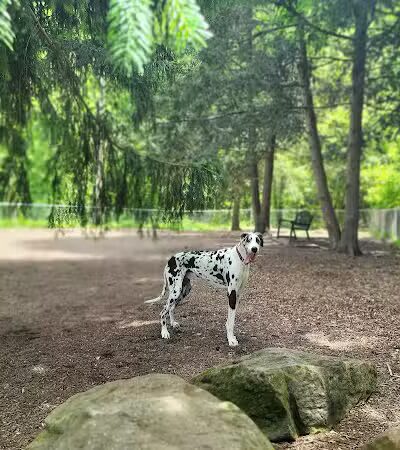 Joplin Dog Park - South Charleston, WV