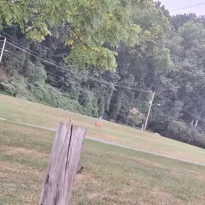 Joplin Dog Park - South Charleston, WV