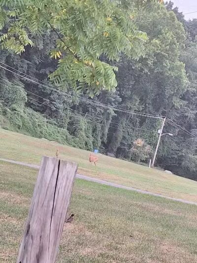 Joplin Dog Park - South Charleston, WV