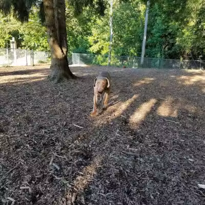 Joplin Dog Park - South Charleston, WV