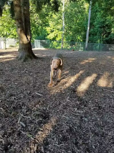 Joplin Dog Park - South Charleston, WV