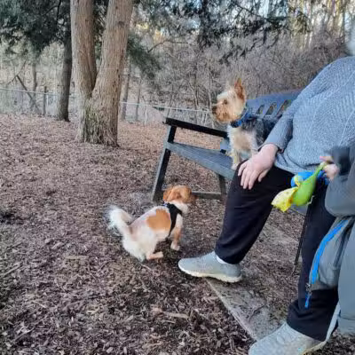 Joplin Dog Park - South Charleston, WV
