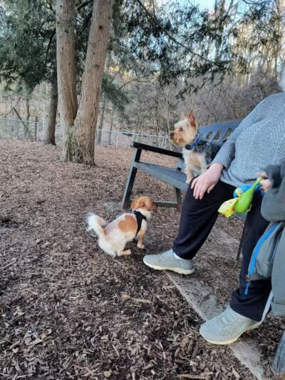 Joplin Dog Park - South Charleston, WV