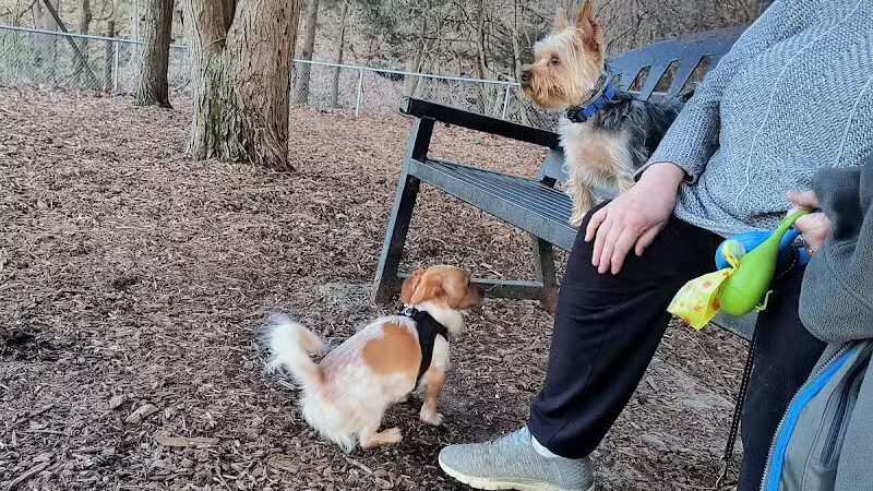 Joplin Dog Park - South Charleston, WV