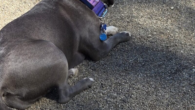 South Euclid Dog Park - South Euclid, OH