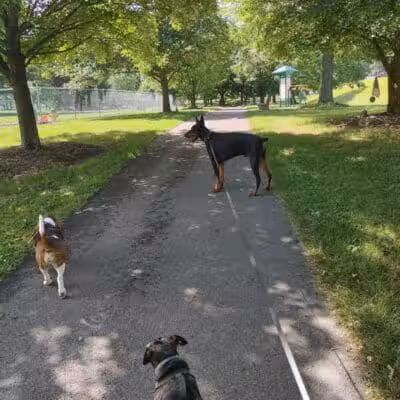 South Williamsport Dog Park - South Williamsport, PA