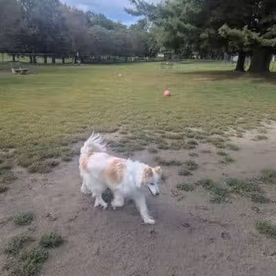 South Williamsport Dog Park - South Williamsport, PA