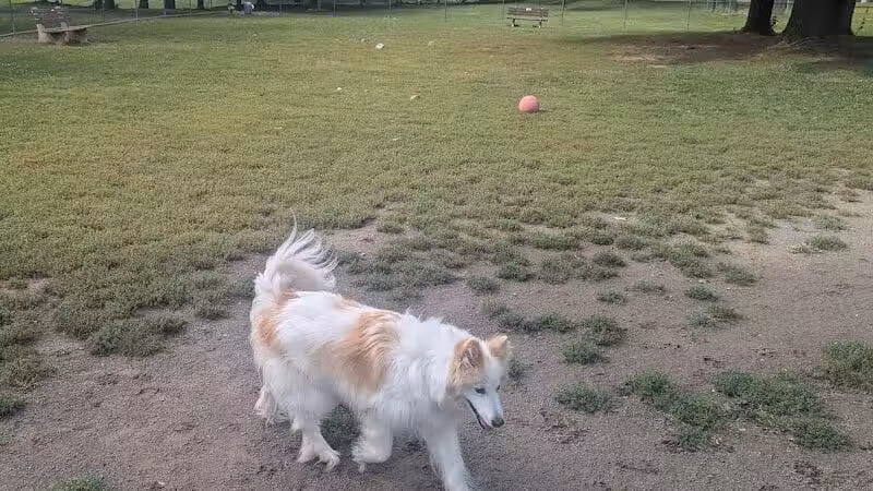 South Williamsport Dog Park - South Williamsport, PA