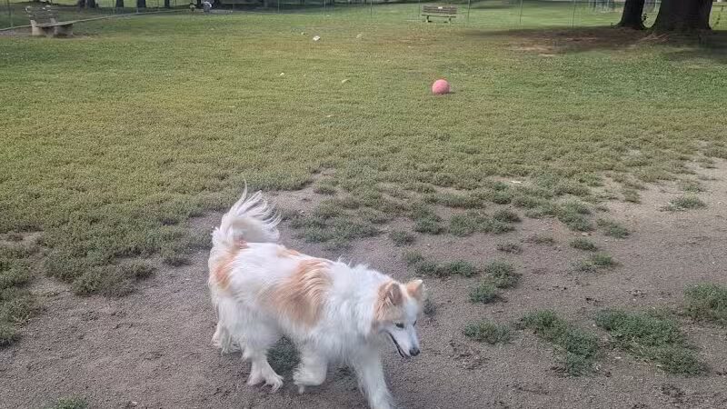 South Williamsport Dog Park - South Williamsport, PA