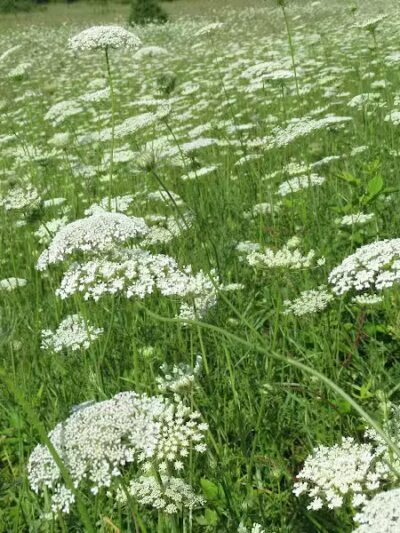 Letha House Park West - Spencer, OH