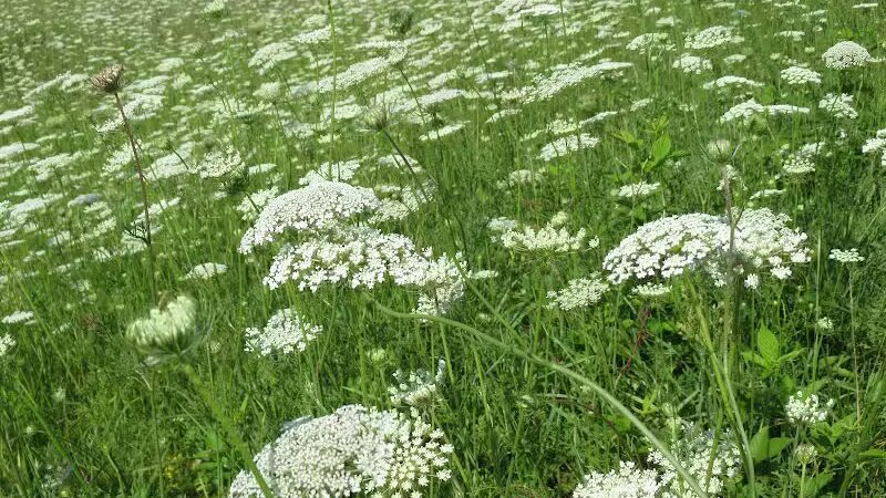 Letha House Park West - Spencer, OH