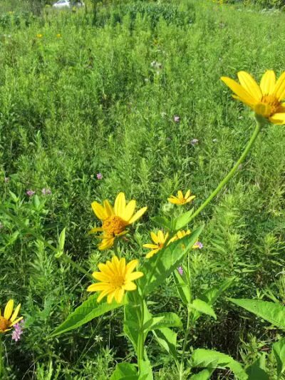 Letha House Park West - Spencer, OH