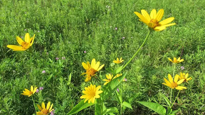 Letha House Park West - Spencer, OH