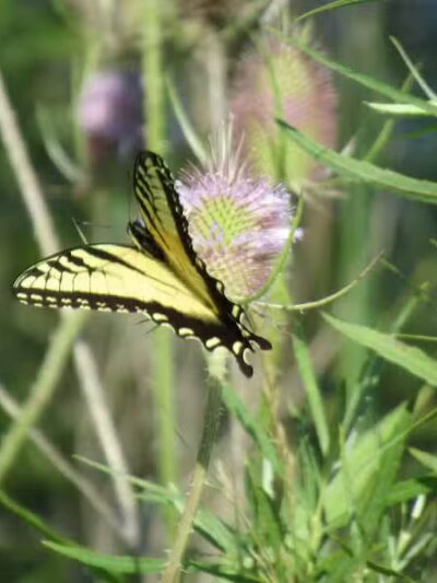 Letha House Park West - Spencer, OH