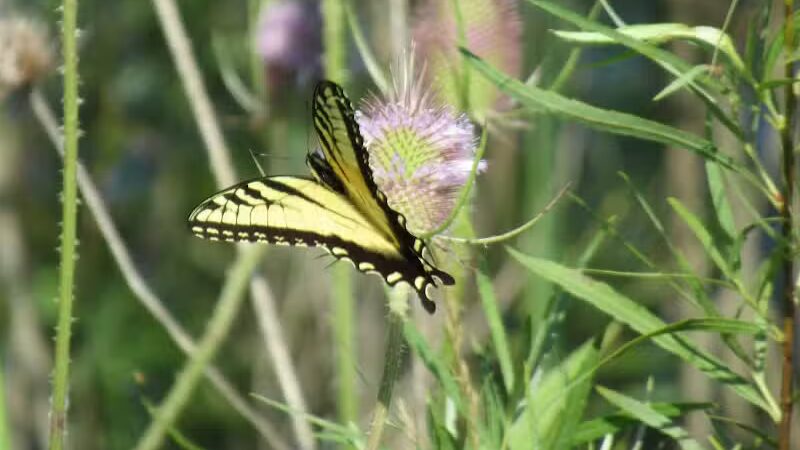 Letha House Park West - Spencer, OH