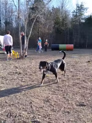 Spotsy Dog Park Inc. - Spotsylvania Courthouse, VA