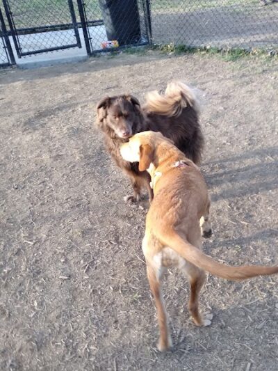 Spotsy Dog Park Inc. - Spotsylvania Courthouse, VA