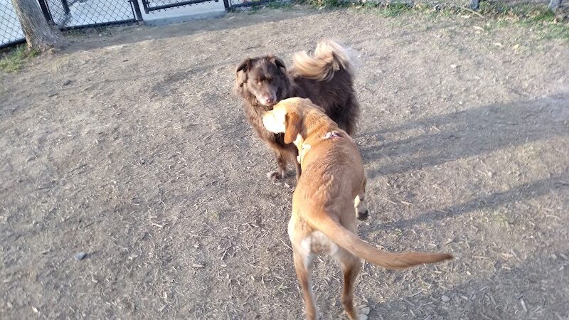 Spotsy Dog Park Inc. - Spotsylvania Courthouse, VA