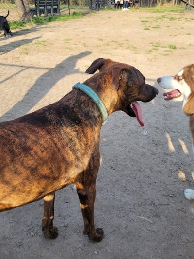 Spotsy Dog Park Inc. - Spotsylvania Courthouse, VA