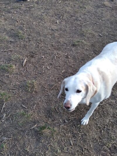 Spotsy Dog Park Inc. - Spotsylvania Courthouse, VA