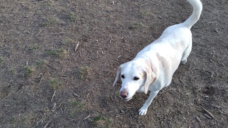 Spotsy Dog Park Inc. - Spotsylvania Courthouse, VA