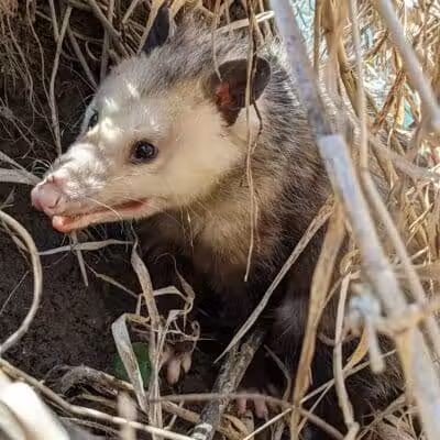 Constitution Park - Spring Valley, OH