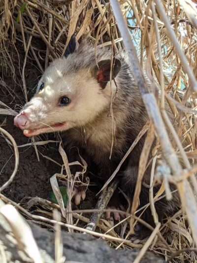 Constitution Park - Spring Valley, OH