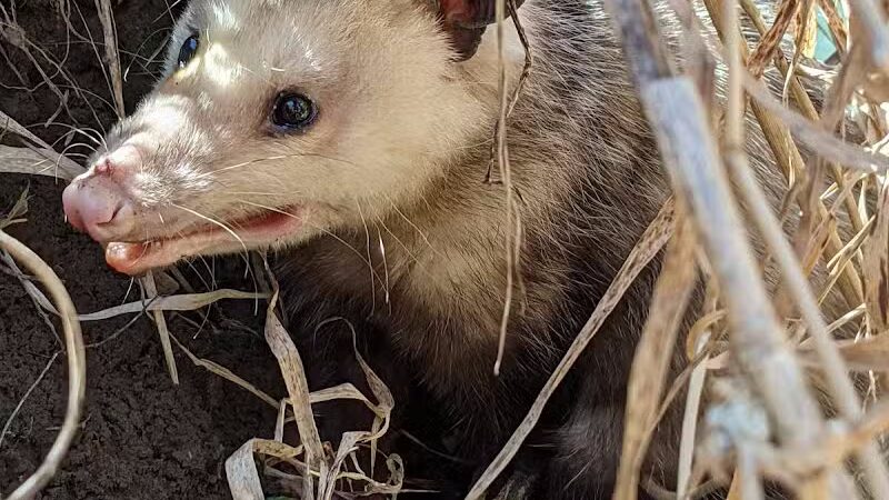 Constitution Park - Spring Valley, OH