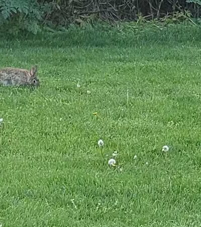 Gardner Park - Springboro, OH