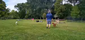 Central Bark Dog Park - Springfield, OH