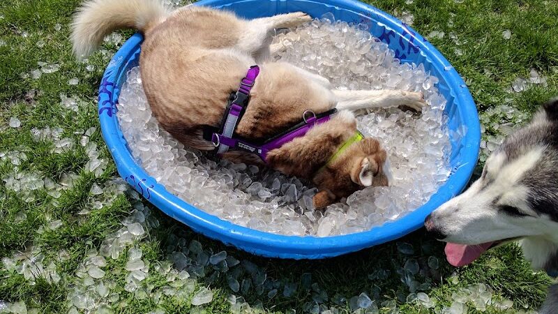 Central Bark Dog Park - Springfield, OH