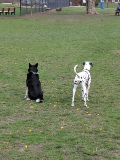 Central Bark Dog Park - Springfield, OH